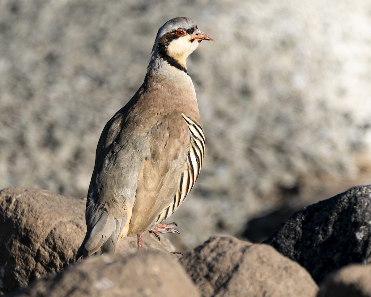 Chukar - ML620594118