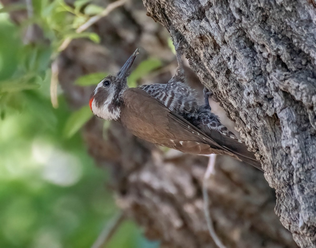 Arizona Woodpecker - ML620594129