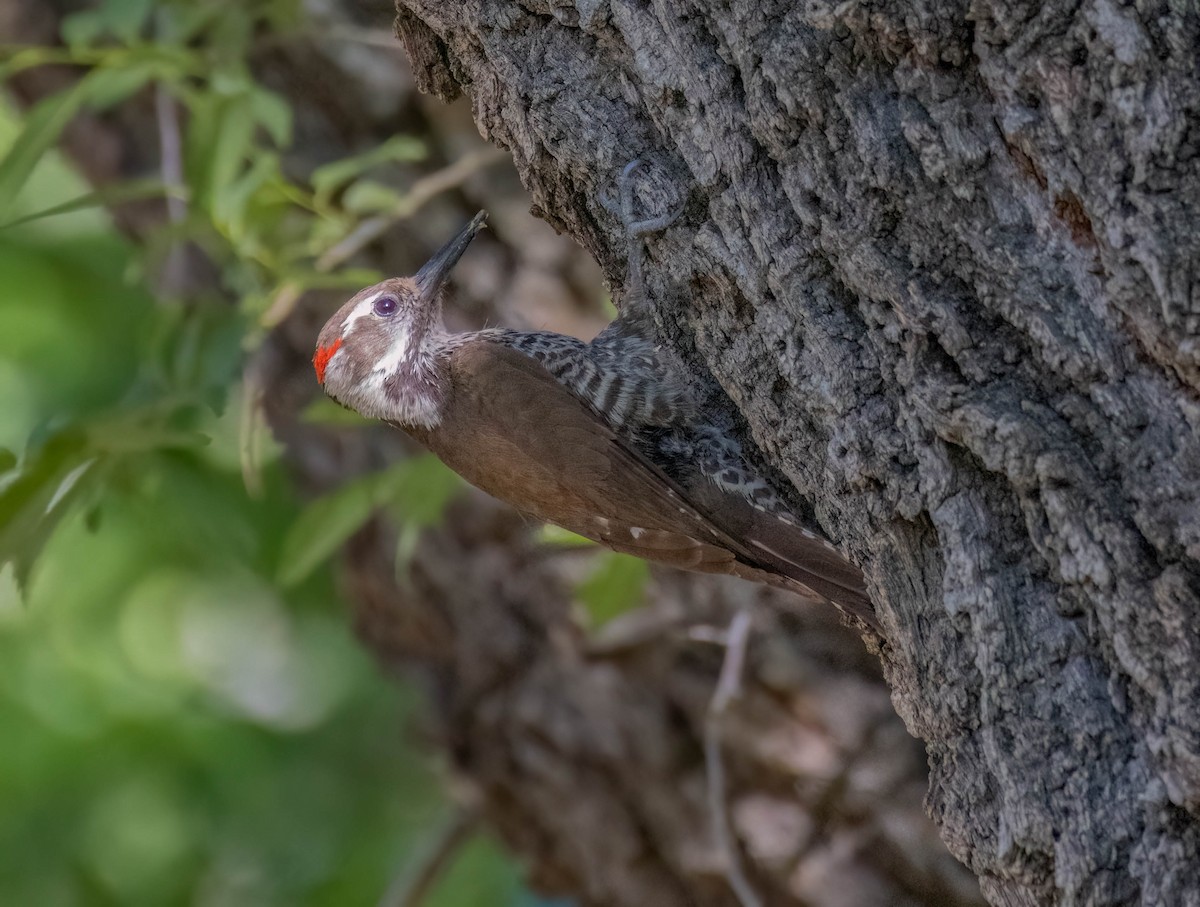 Arizona Woodpecker - Christine Jacobs