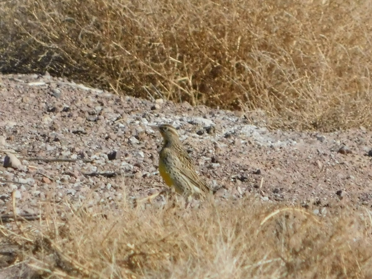 Chihuahuan Meadowlark - ML620594171