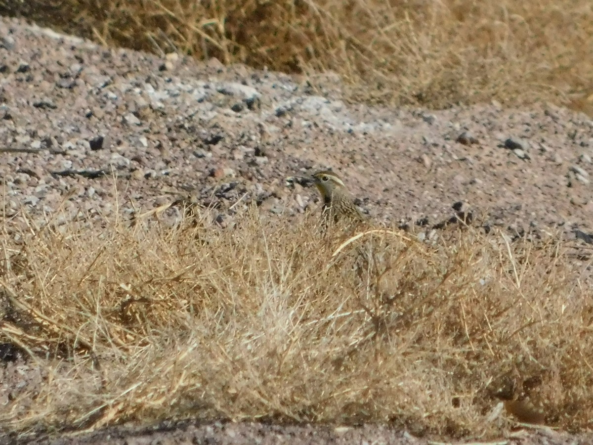 Chihuahuan Meadowlark - ML620594172