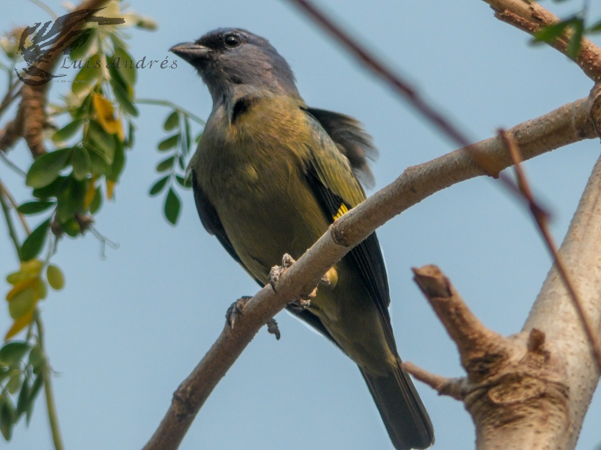 Yellow-winged Tanager - ML620594185
