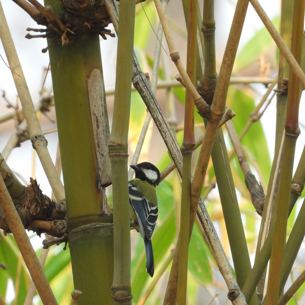 Green-backed Tit - ML620594198