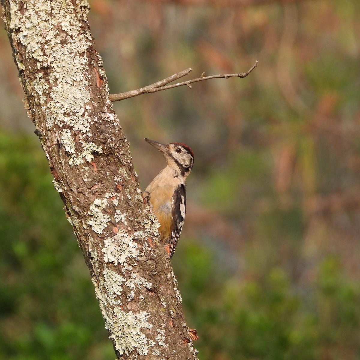 Himalayan Woodpecker - ML620594203