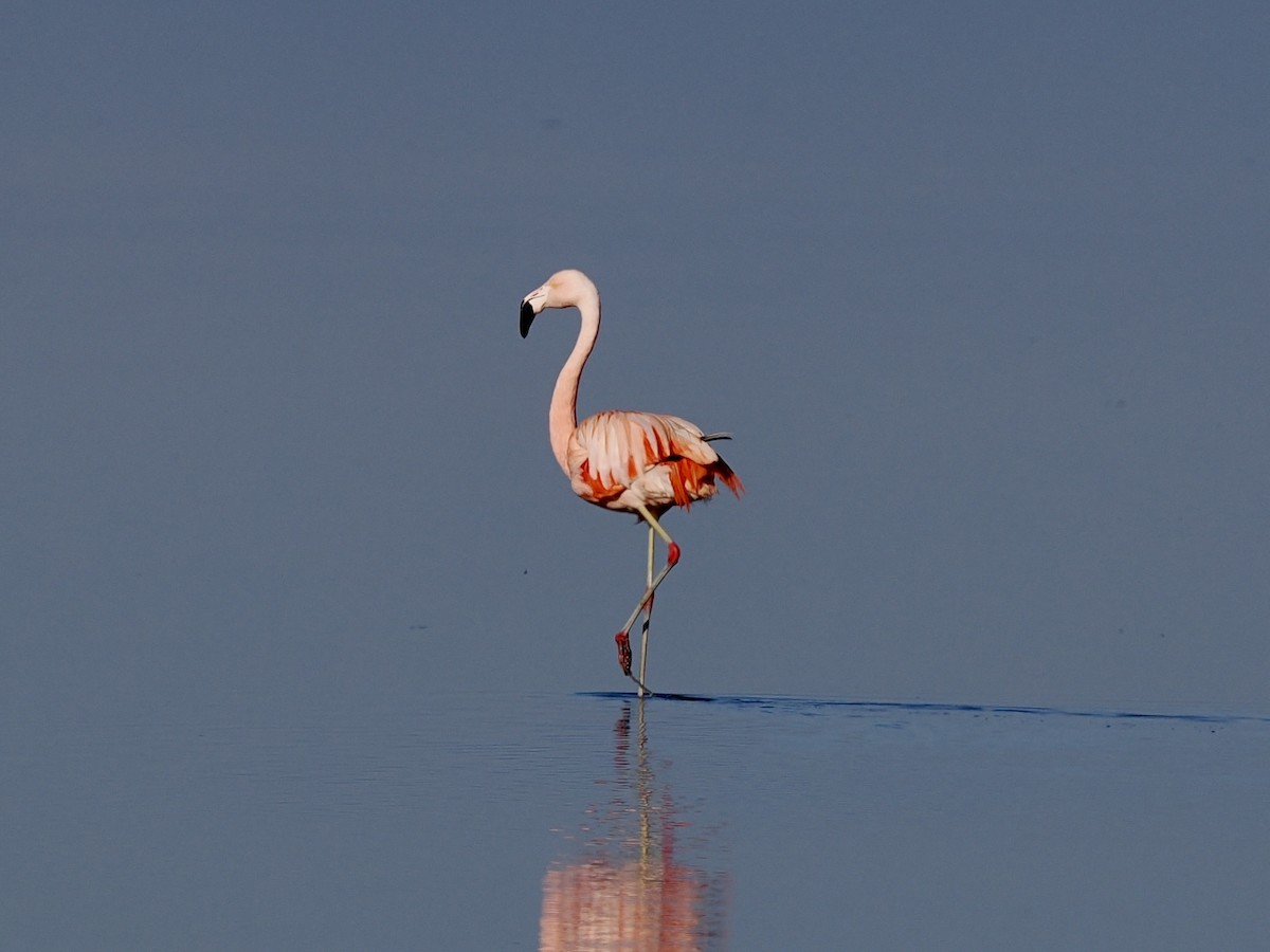 Chilean Flamingo - ML620594242