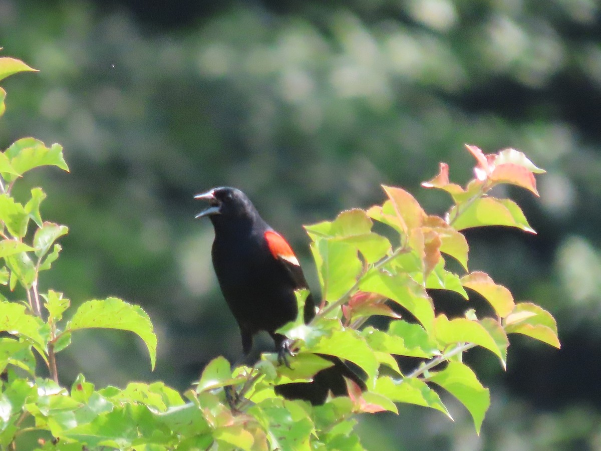 Red-winged Blackbird - ML620594243