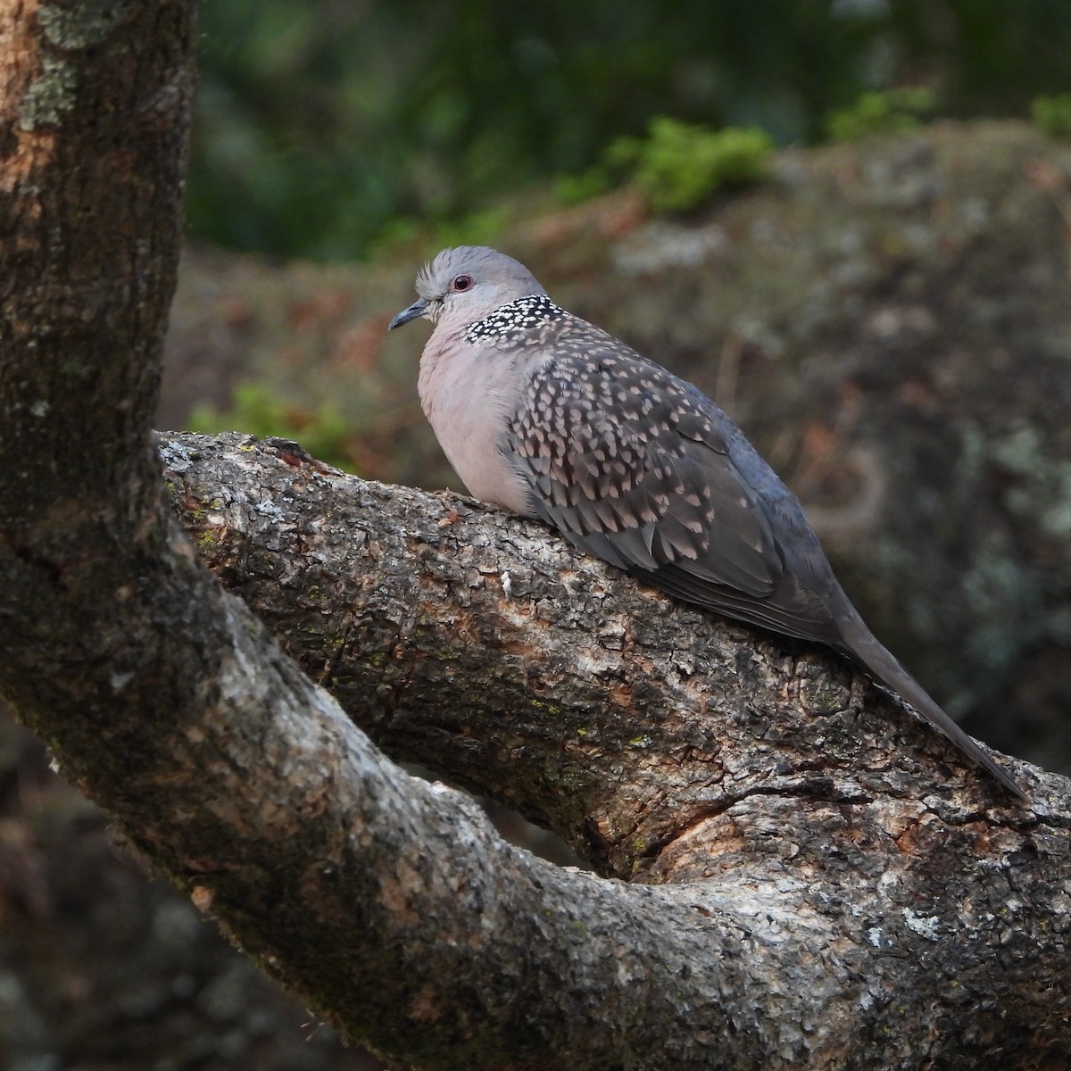 Spotted Dove - ML620594254