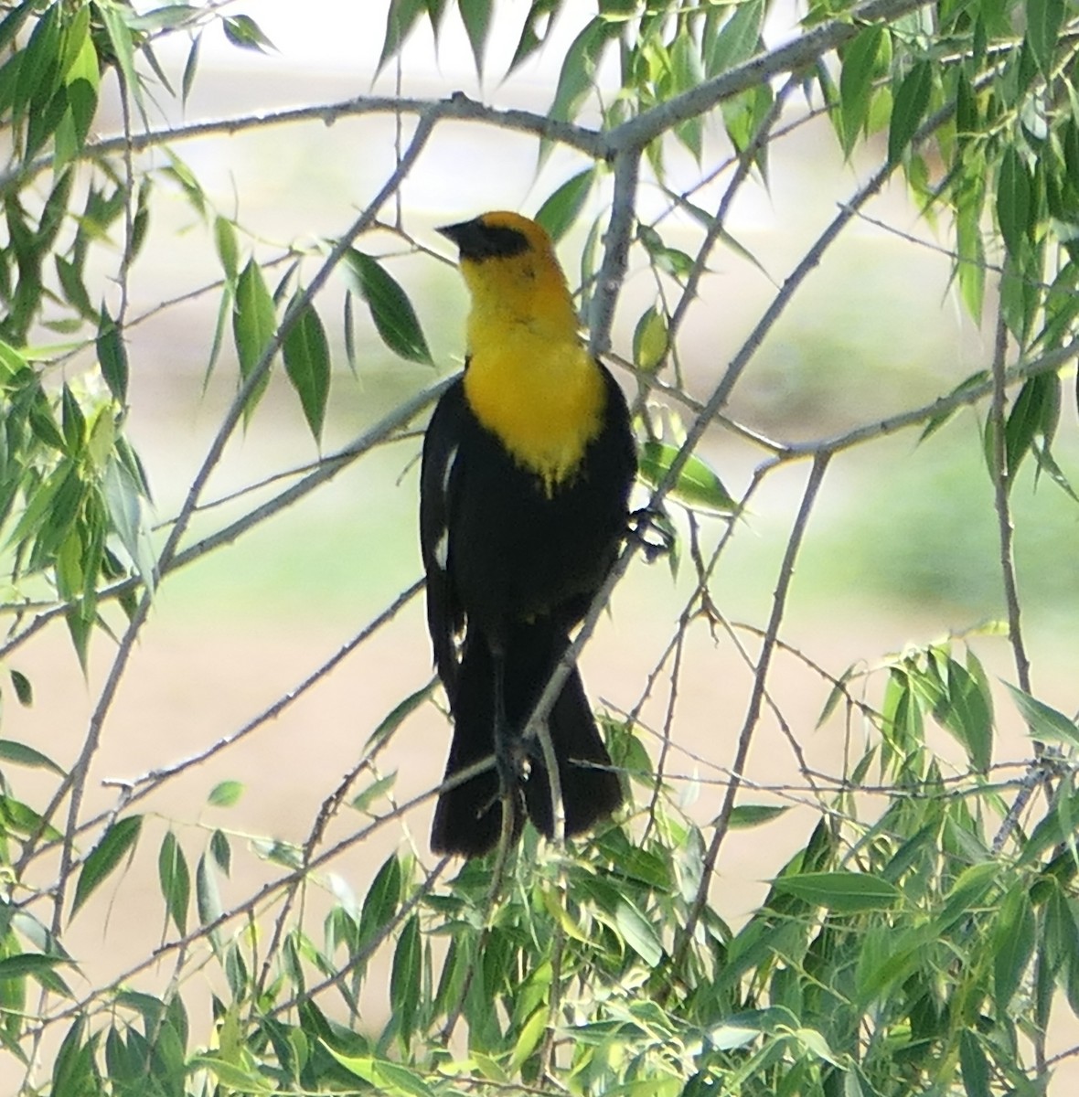 Yellow-headed Blackbird - ML620594272