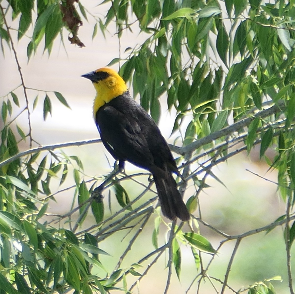 Yellow-headed Blackbird - ML620594274