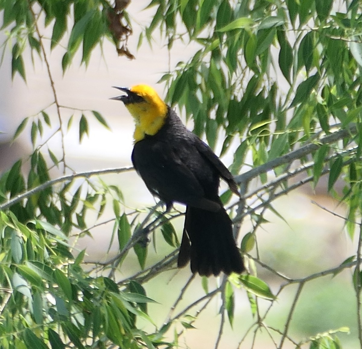 Yellow-headed Blackbird - ML620594275