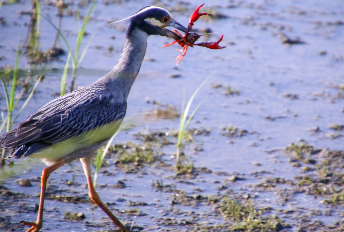 Yellow-crowned Night Heron - ML620594309