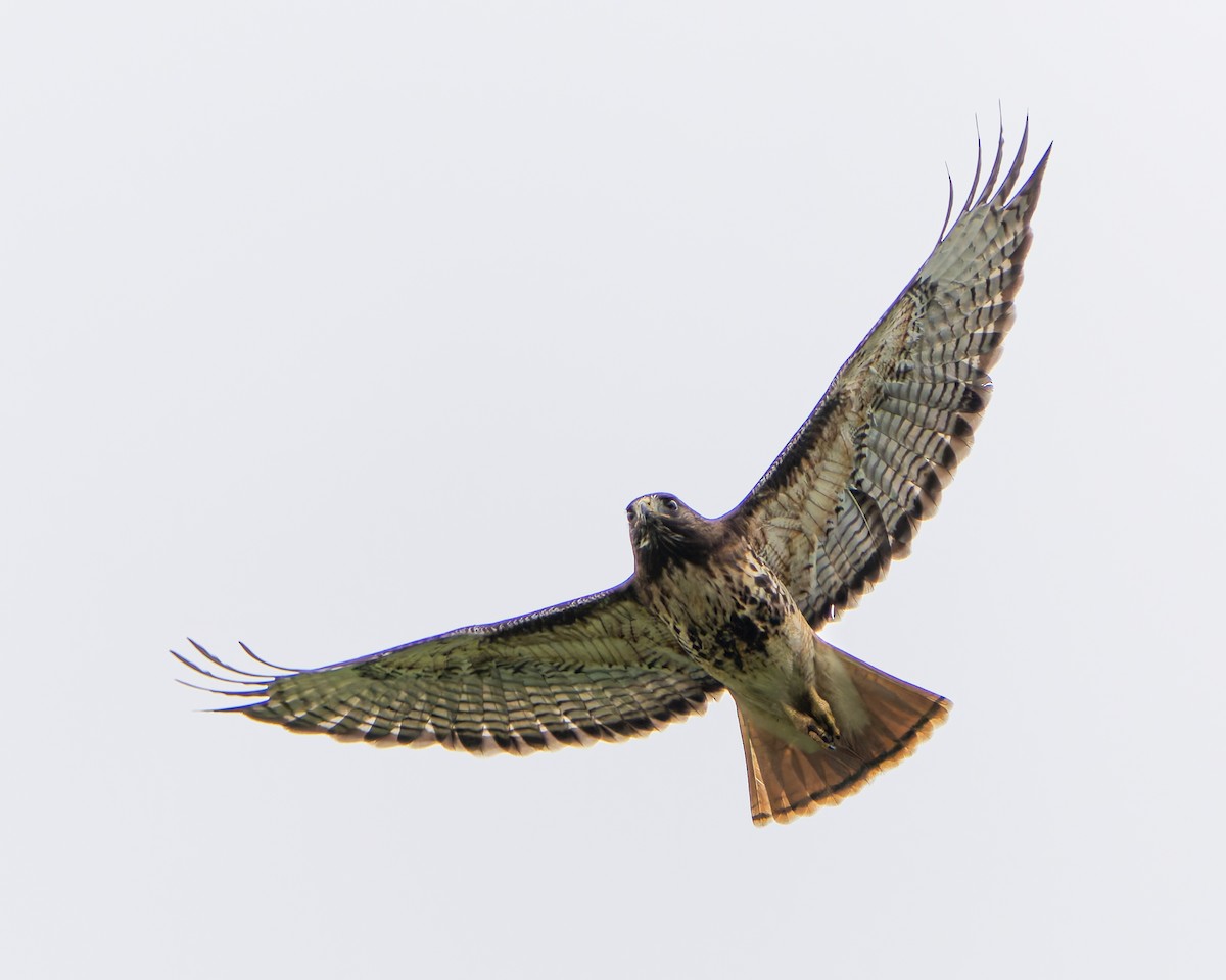 Red-tailed Hawk - ML620594313
