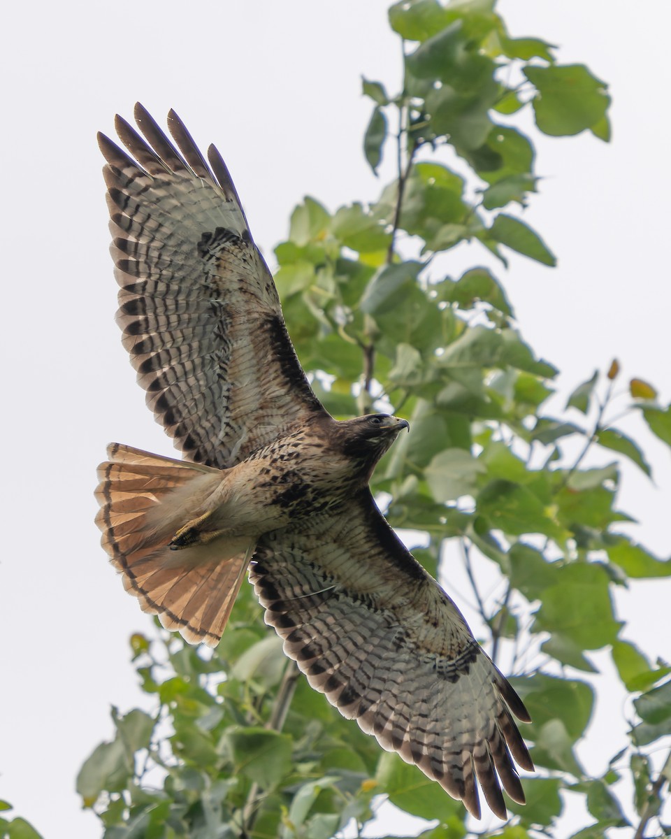Red-tailed Hawk - ML620594315