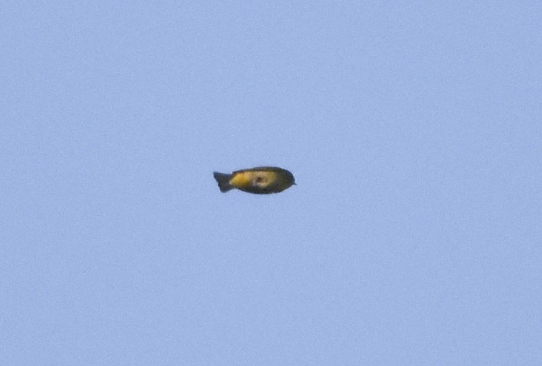 Nashville Warbler - ML620594335