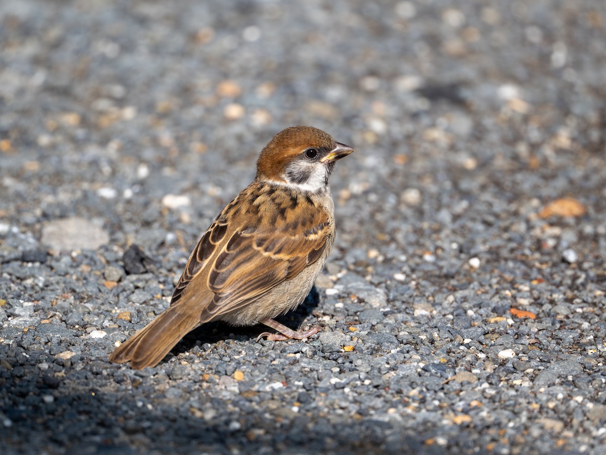 Eurasian Tree Sparrow - ML620594338
