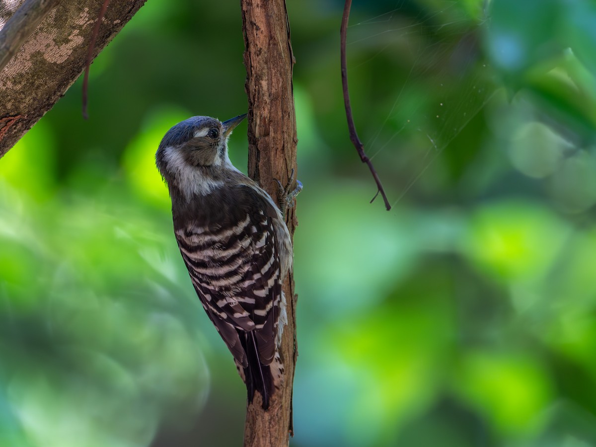Japanese Pygmy Woodpecker - ML620594341