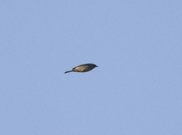 Black-throated Gray Warbler - ML620594342