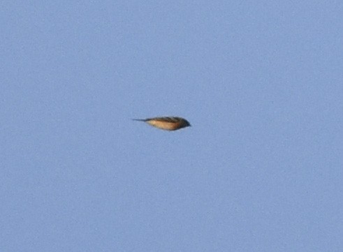 Lazuli Bunting - ML620594348