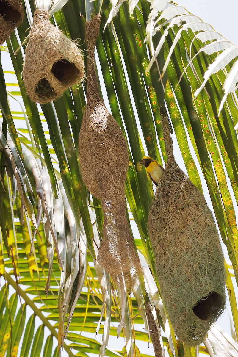 Baya Weaver - ML620594358