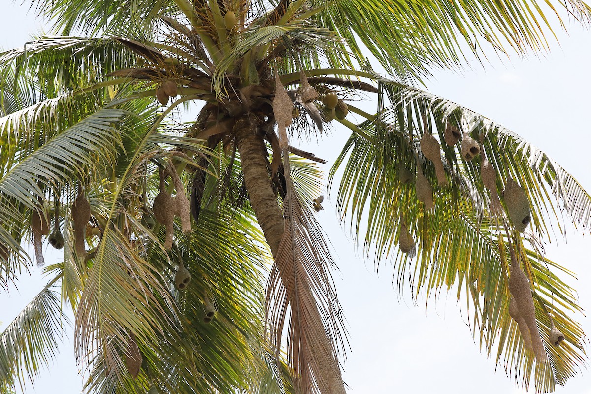 Baya Weaver - ML620594359