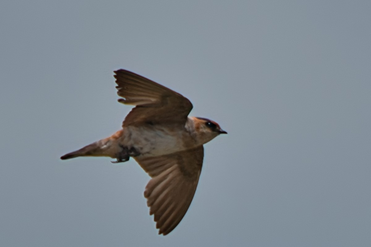 Cave Swallow - ML620594365