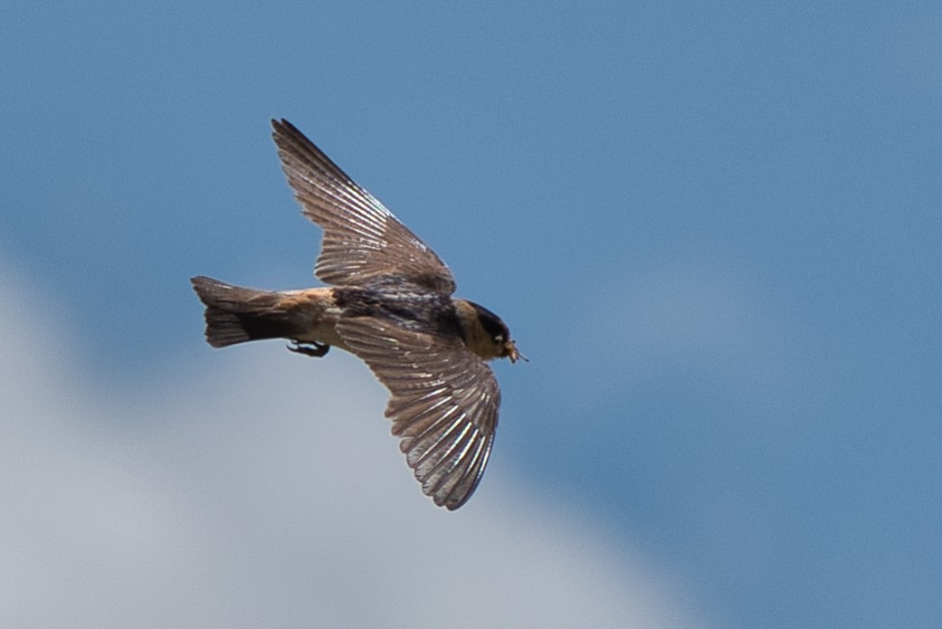 Cave Swallow - ML620594366