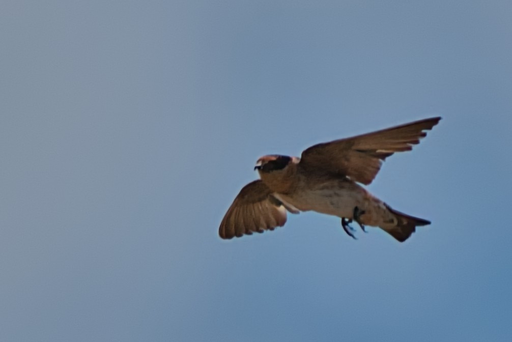 Cave Swallow - ML620594368