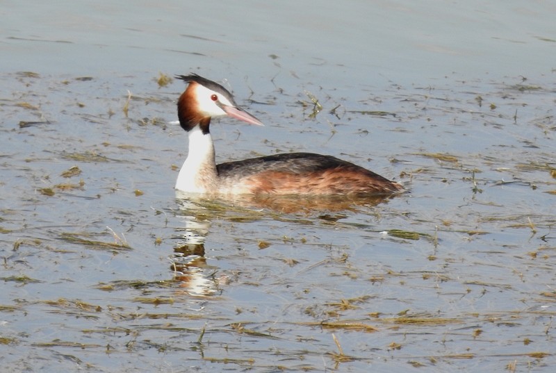 Great Crested Grebe - ML620594373