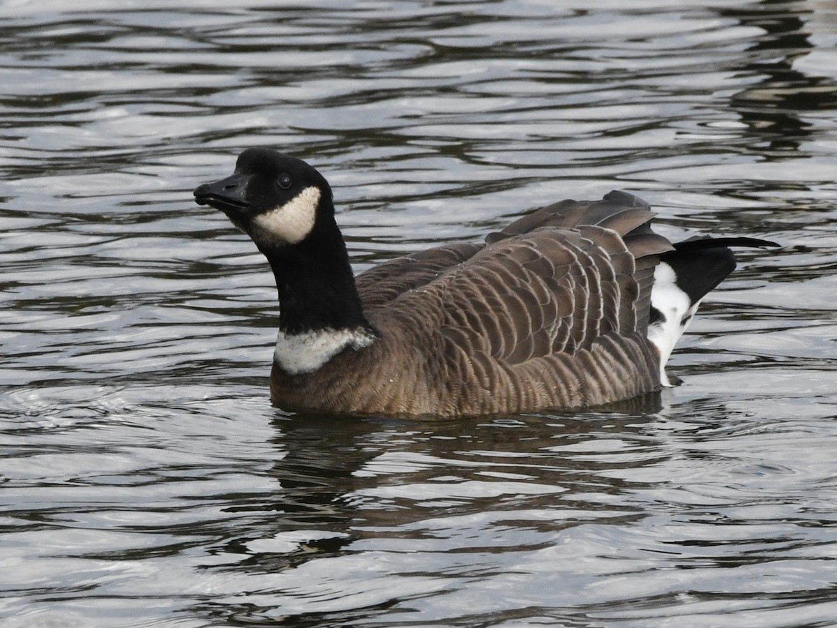 Cackling Goose (Aleutian) - ML620594410