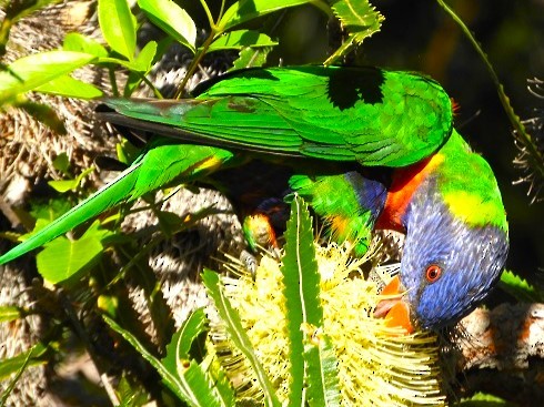 Rainbow Lorikeet - ML620594418