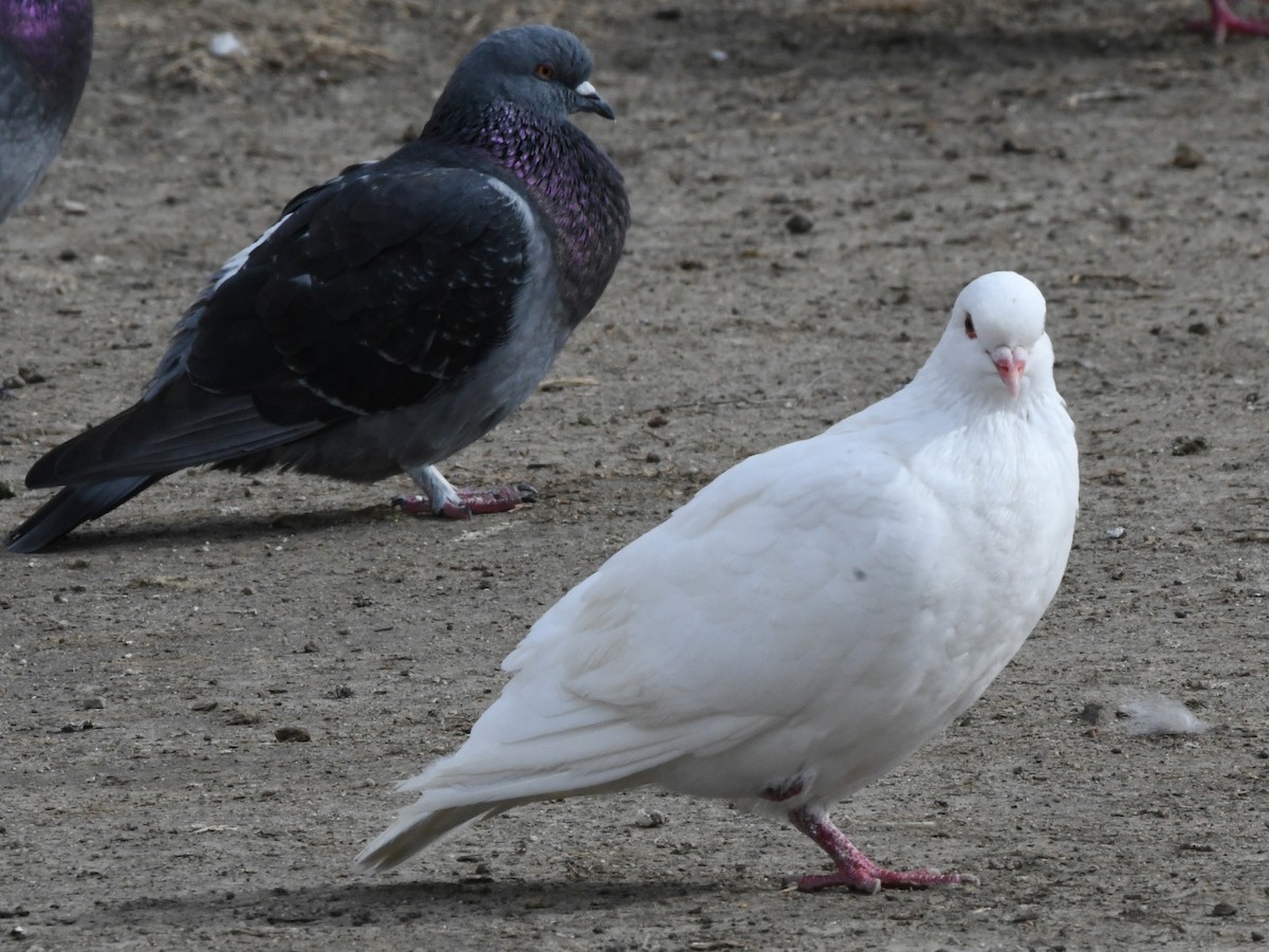 Rock Pigeon (Feral Pigeon) - ML620594421