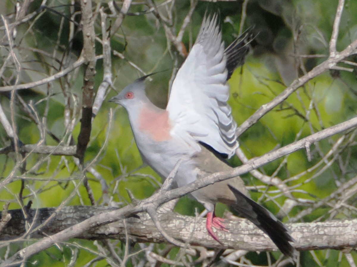 Crested Pigeon - ML620594432