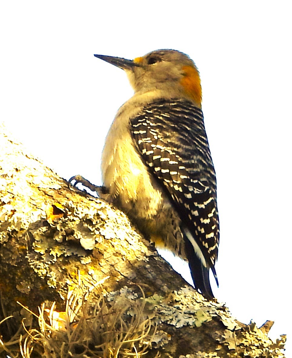 Golden-fronted Woodpecker - ML620594434