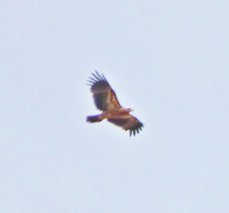 Águila Imperial Ibérica - ML620594468