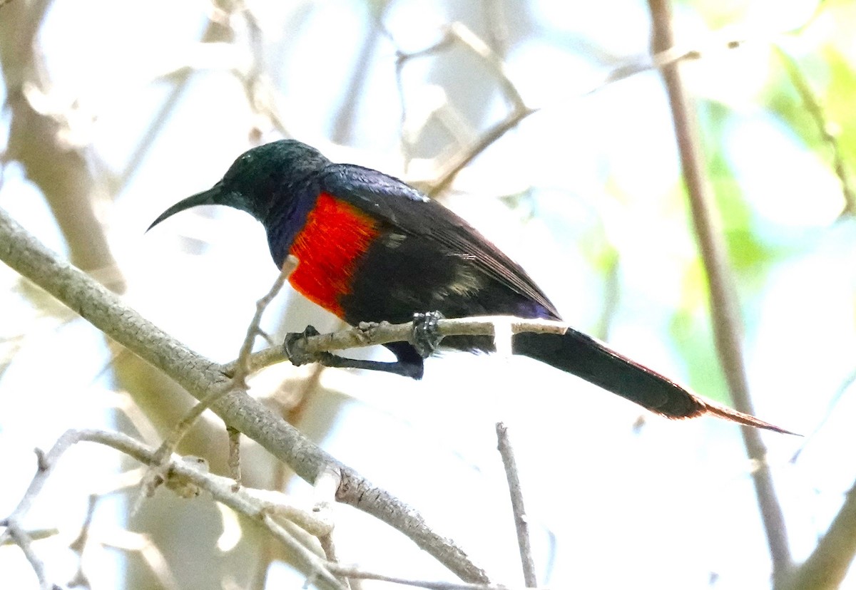 Black-bellied Sunbird - ML620594492