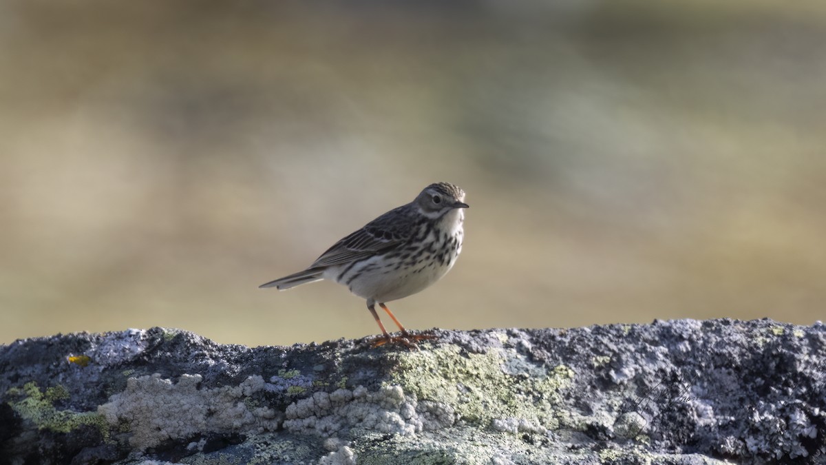 Meadow Pipit - ML620594537