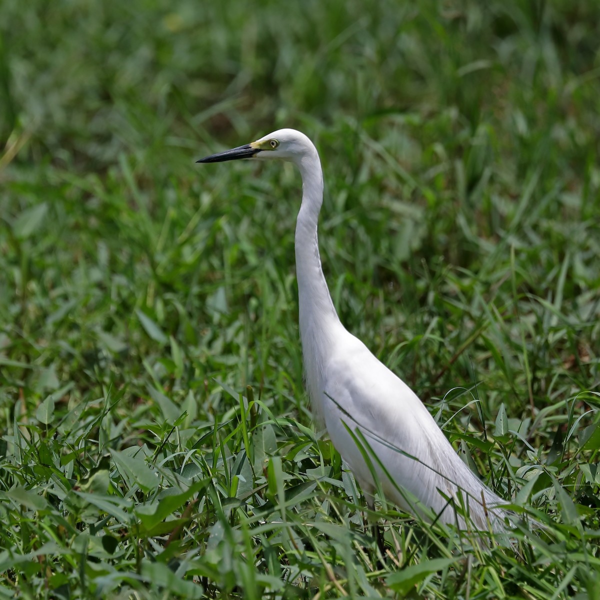 Medium Egret - ML620594565