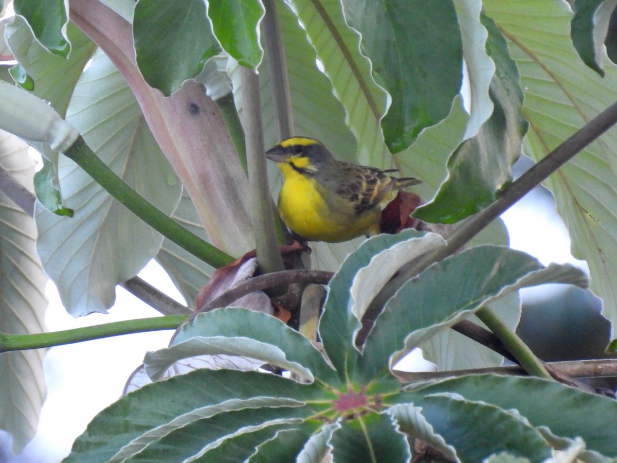 Yellow-fronted Canary - ML620594575