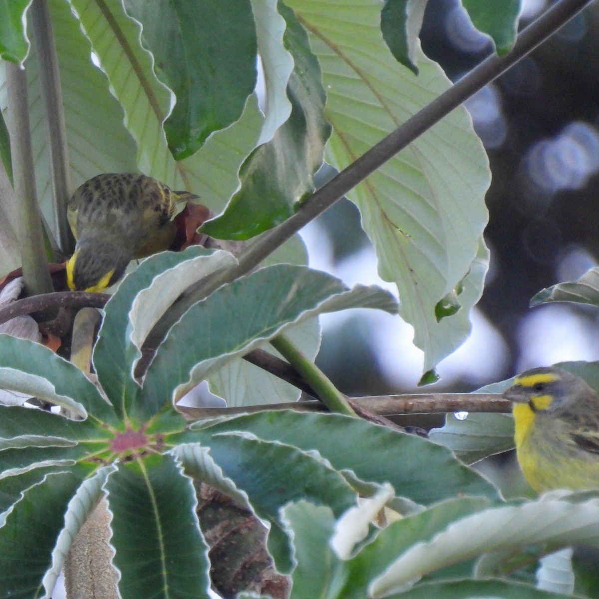 Yellow-fronted Canary - ML620594576
