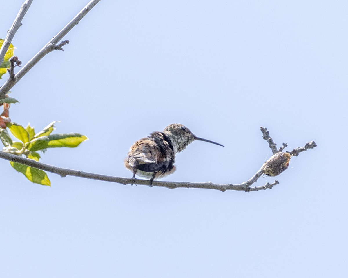 Allen's Hummingbird - ML620594593