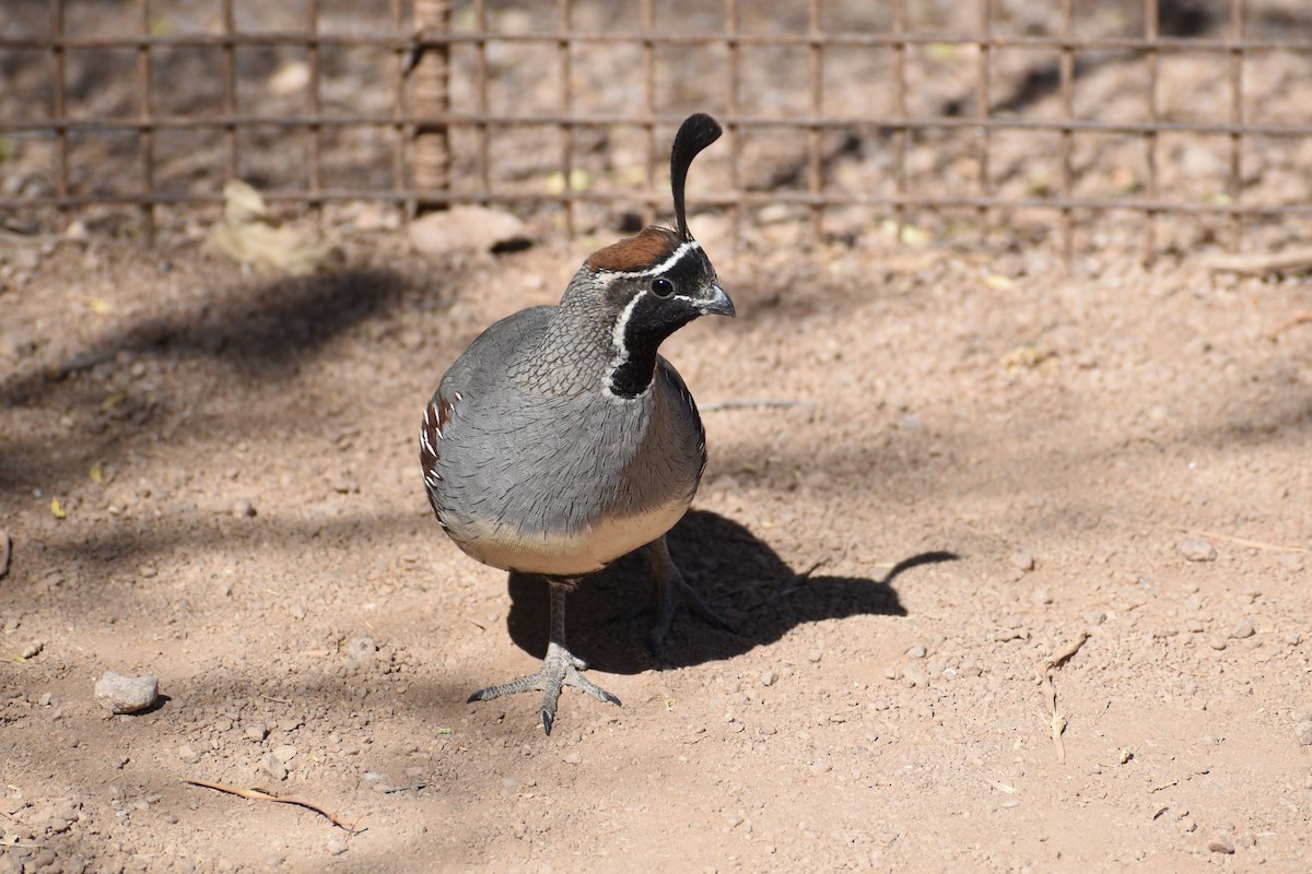 Gambel's Quail - ML620594600