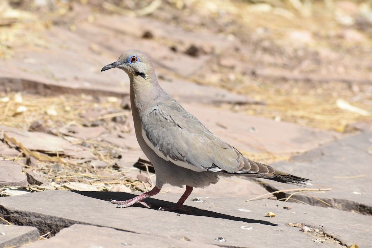 White-winged Dove - ML620594602