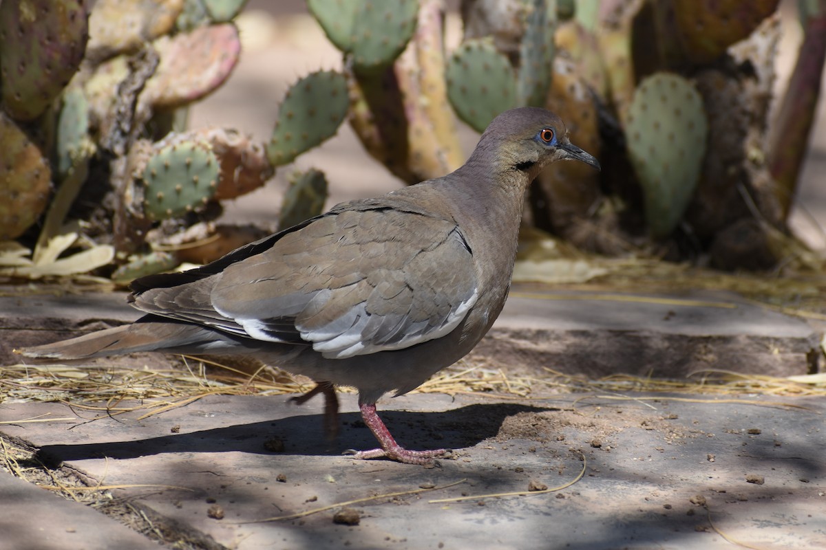 hrdlička bělavokřídlá - ML620594603