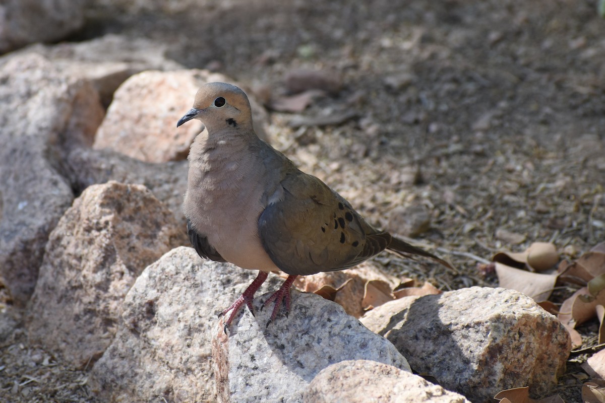Mourning Dove - ML620594604