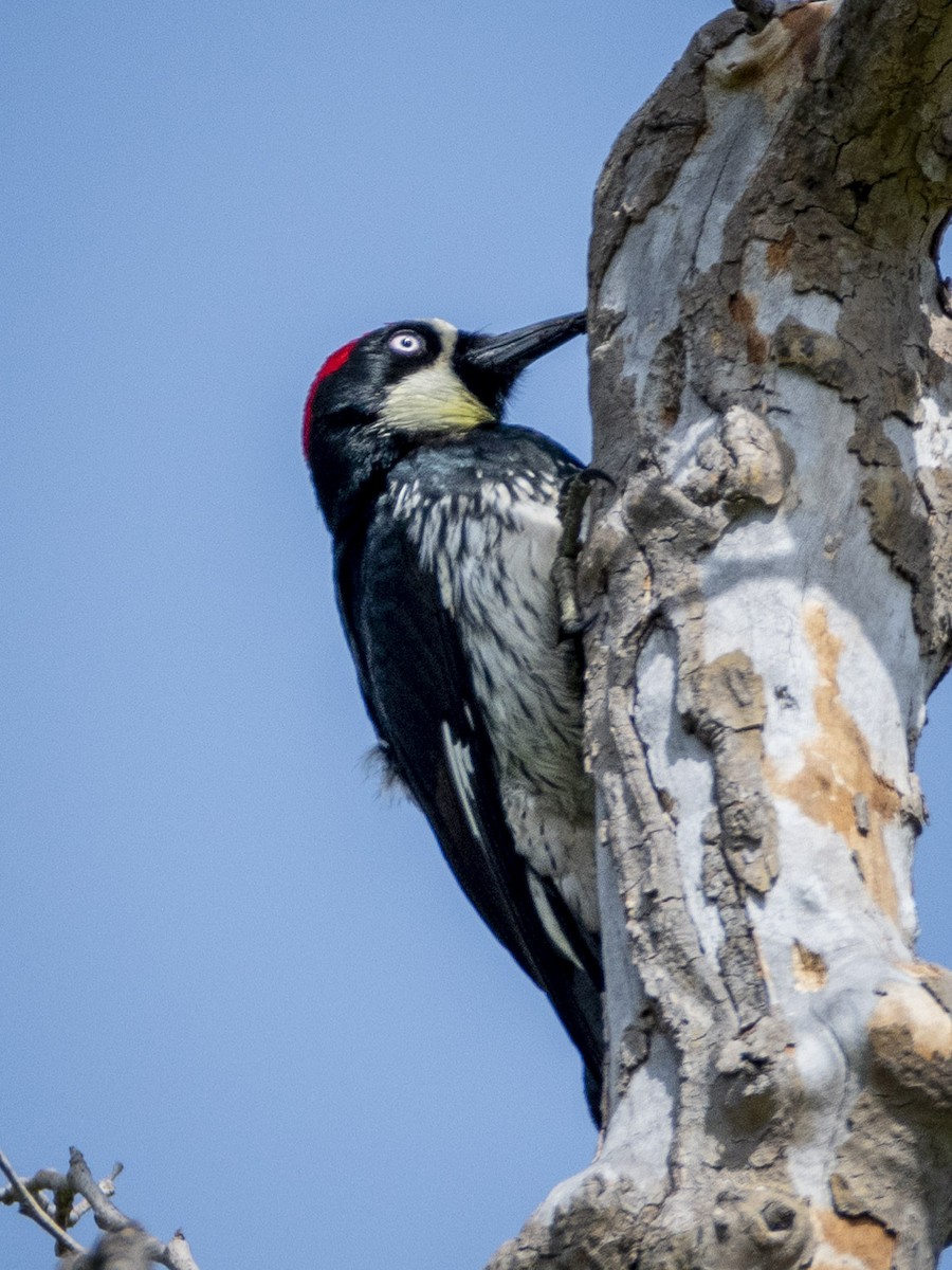 Acorn Woodpecker - ML620594605