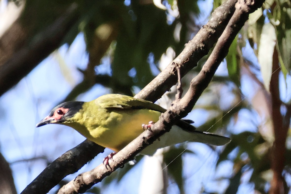 Australasian Figbird - ML620594607