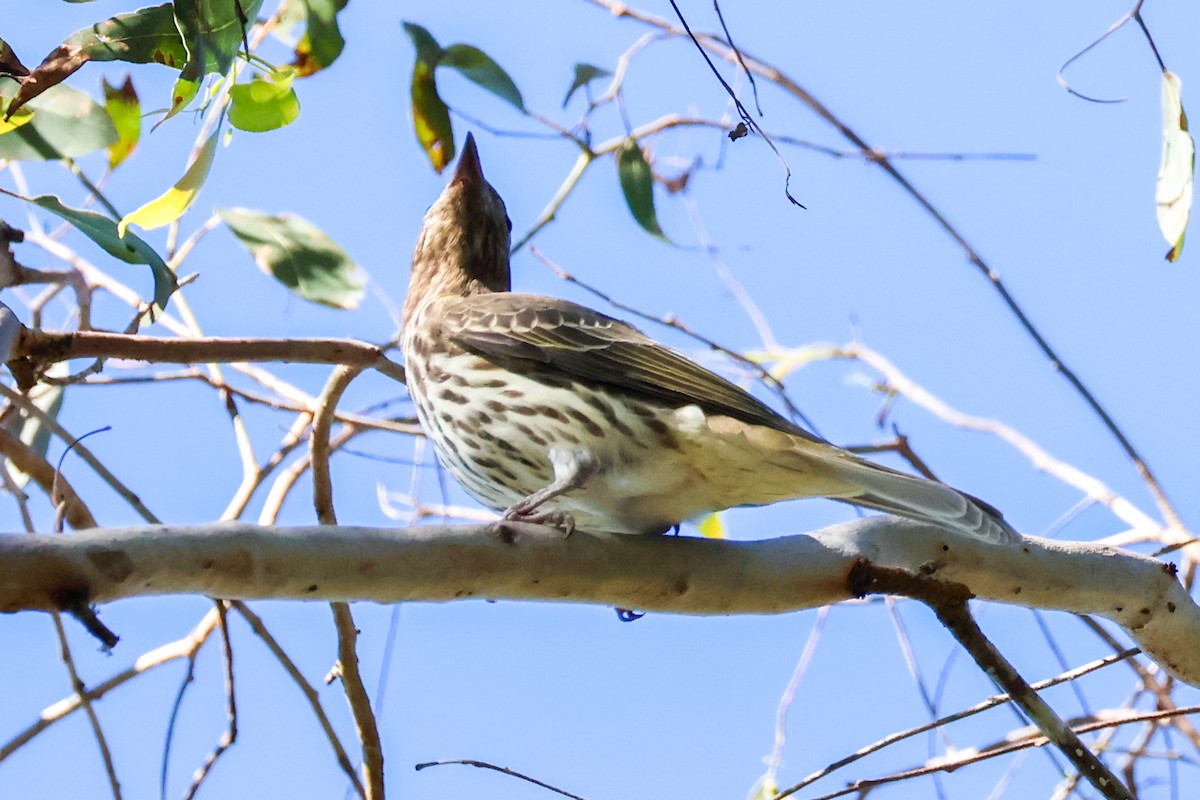 Australasian Figbird - ML620594608