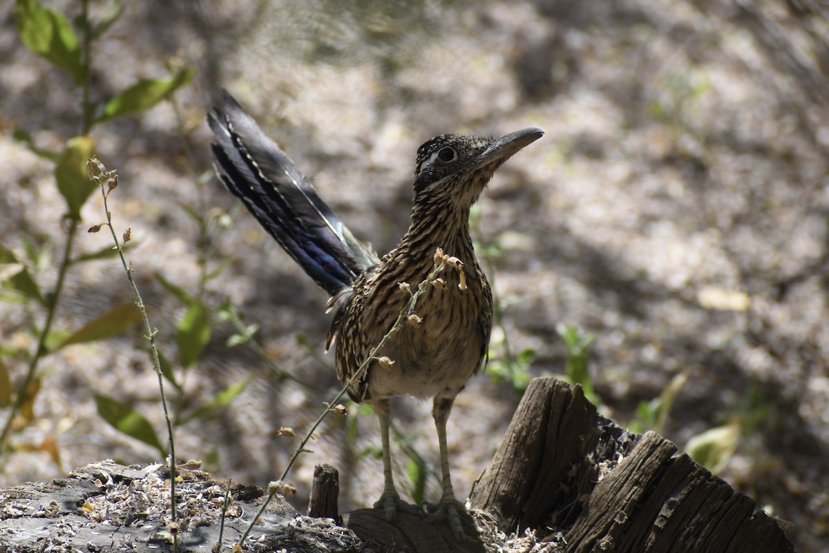 kukačka kohoutí - ML620594612
