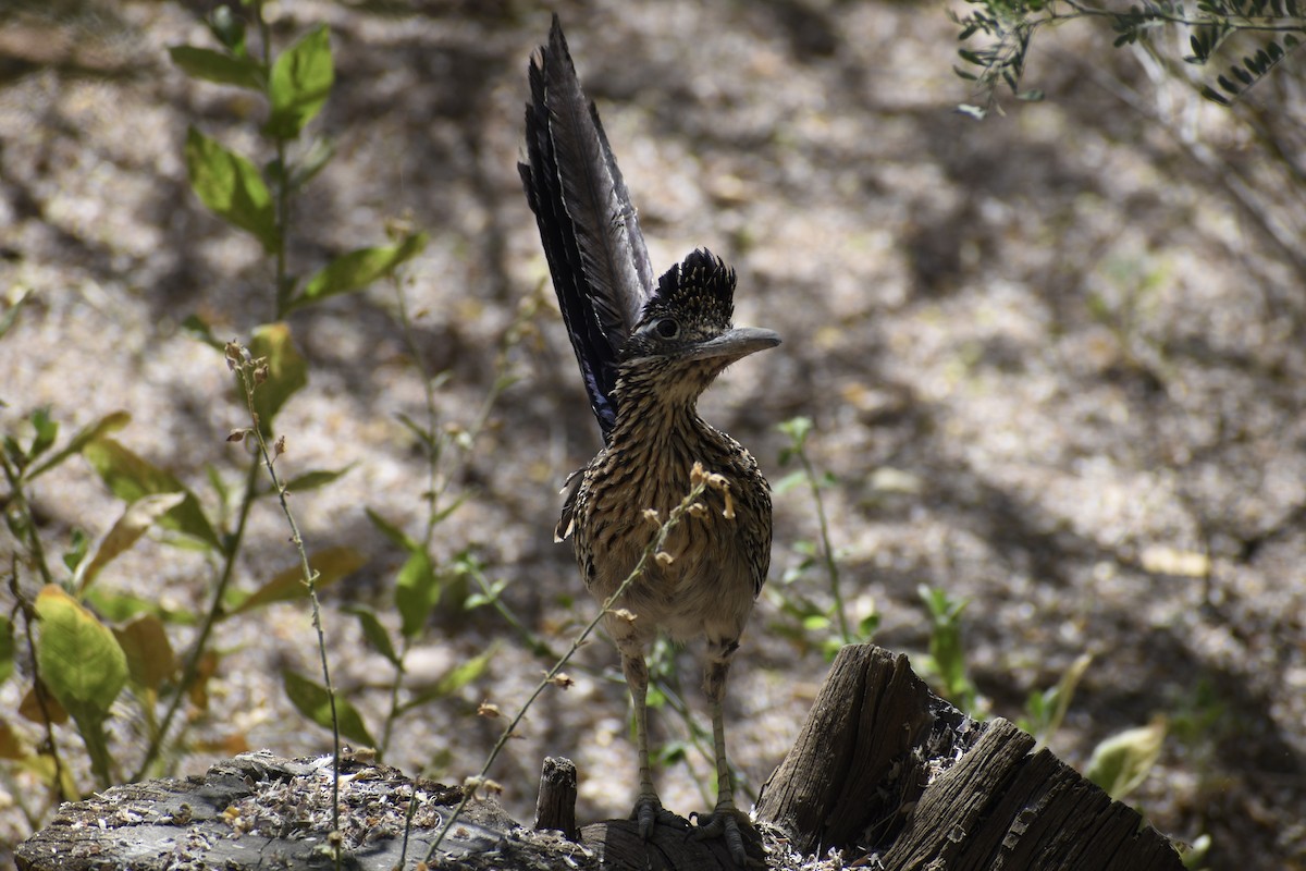 Greater Roadrunner - ML620594613
