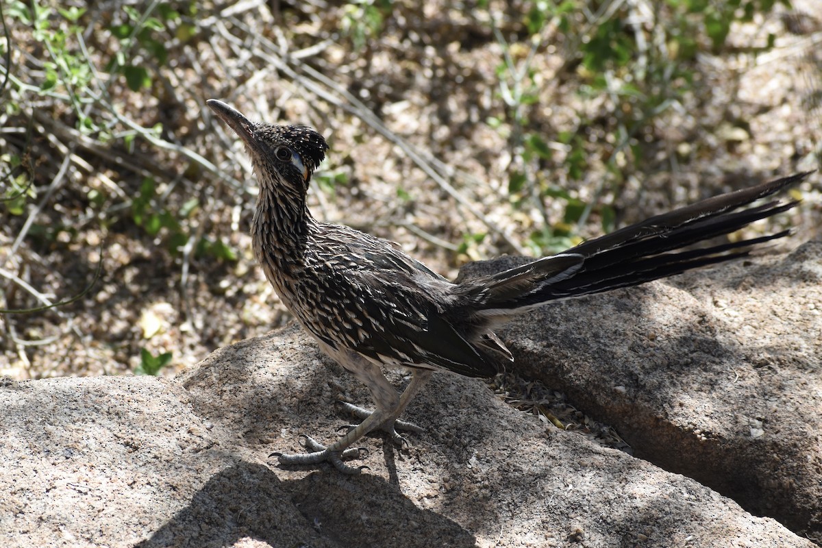 kukačka kohoutí - ML620594615